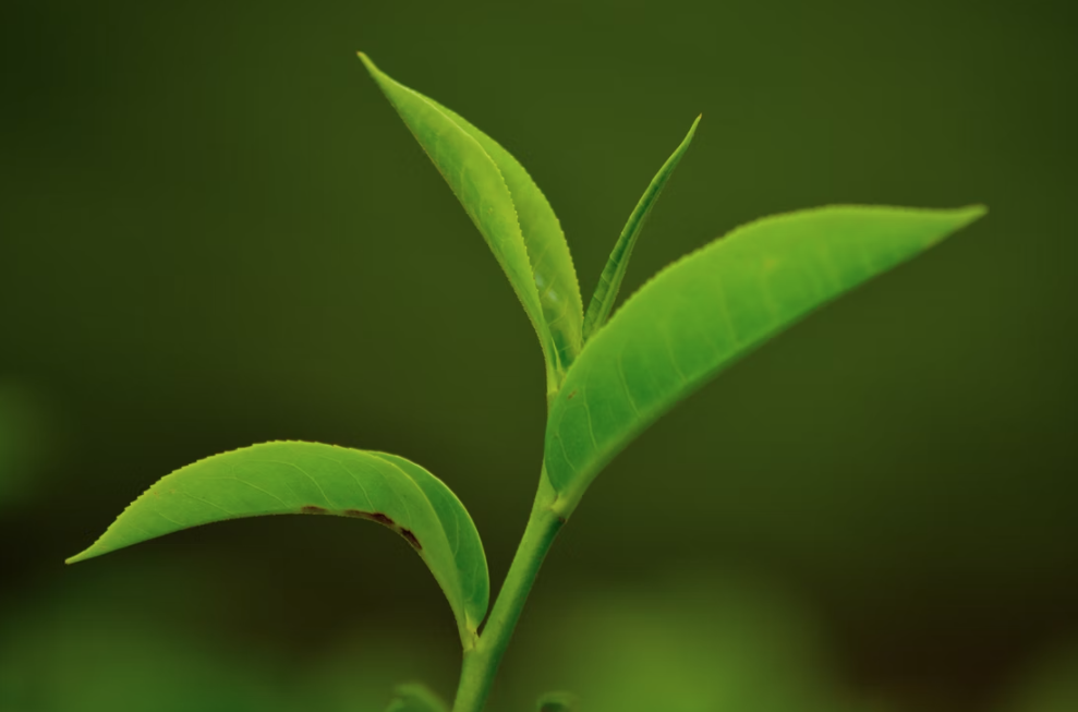 5 Benefits of L-theanine that in Green Tea