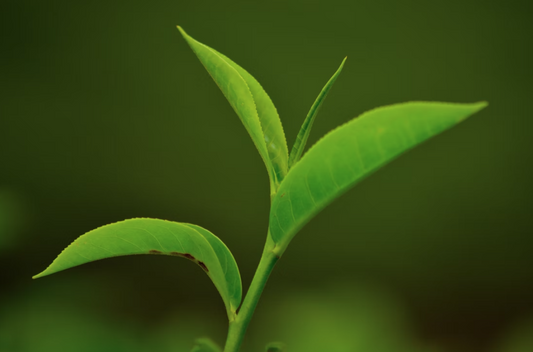 Art Tea Cup blog post 5 Benefits of L-theanine that in Green Tea
