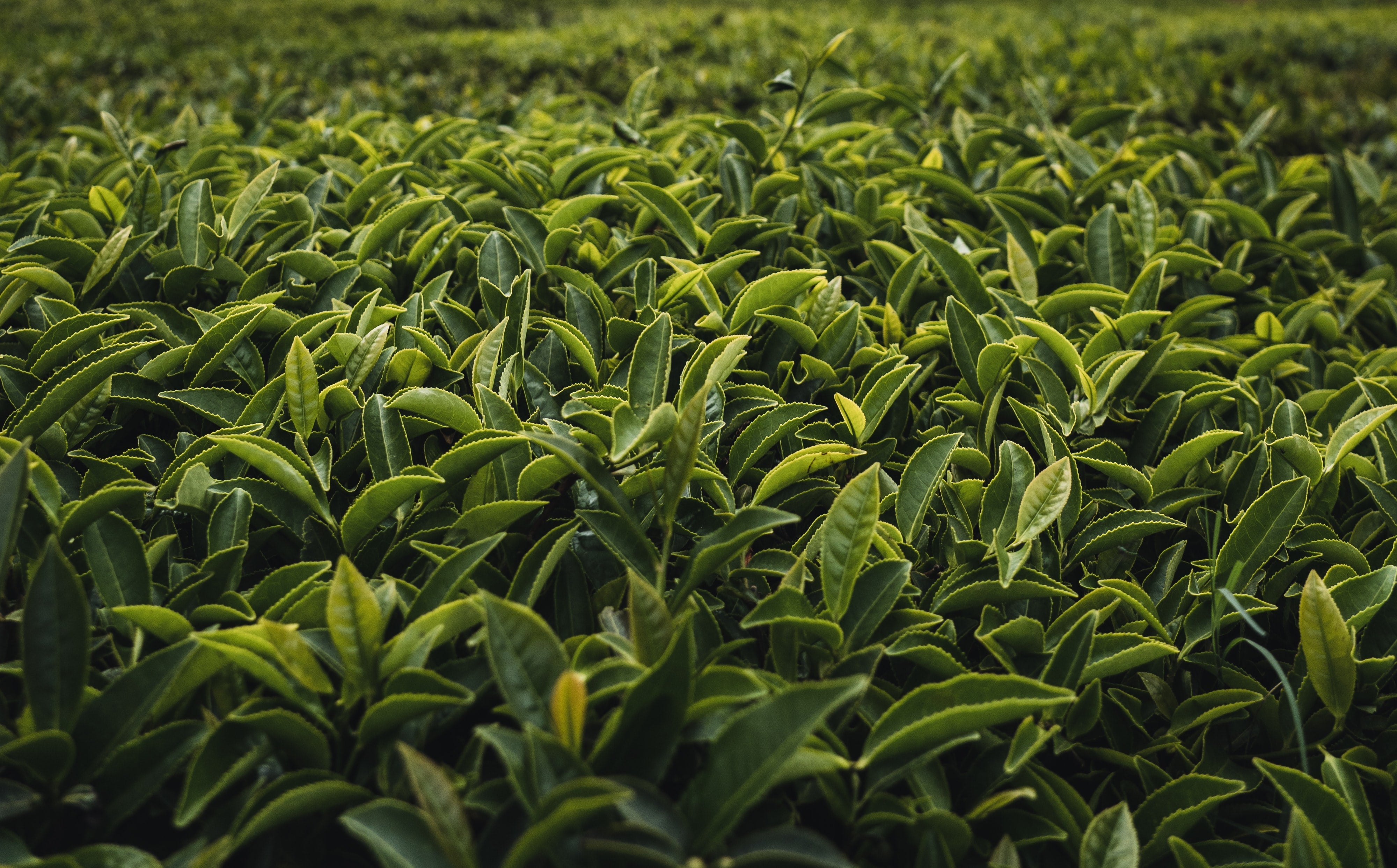 Art Tea Cup blog post 6 Benefits of Drinking Tea that You Should Know